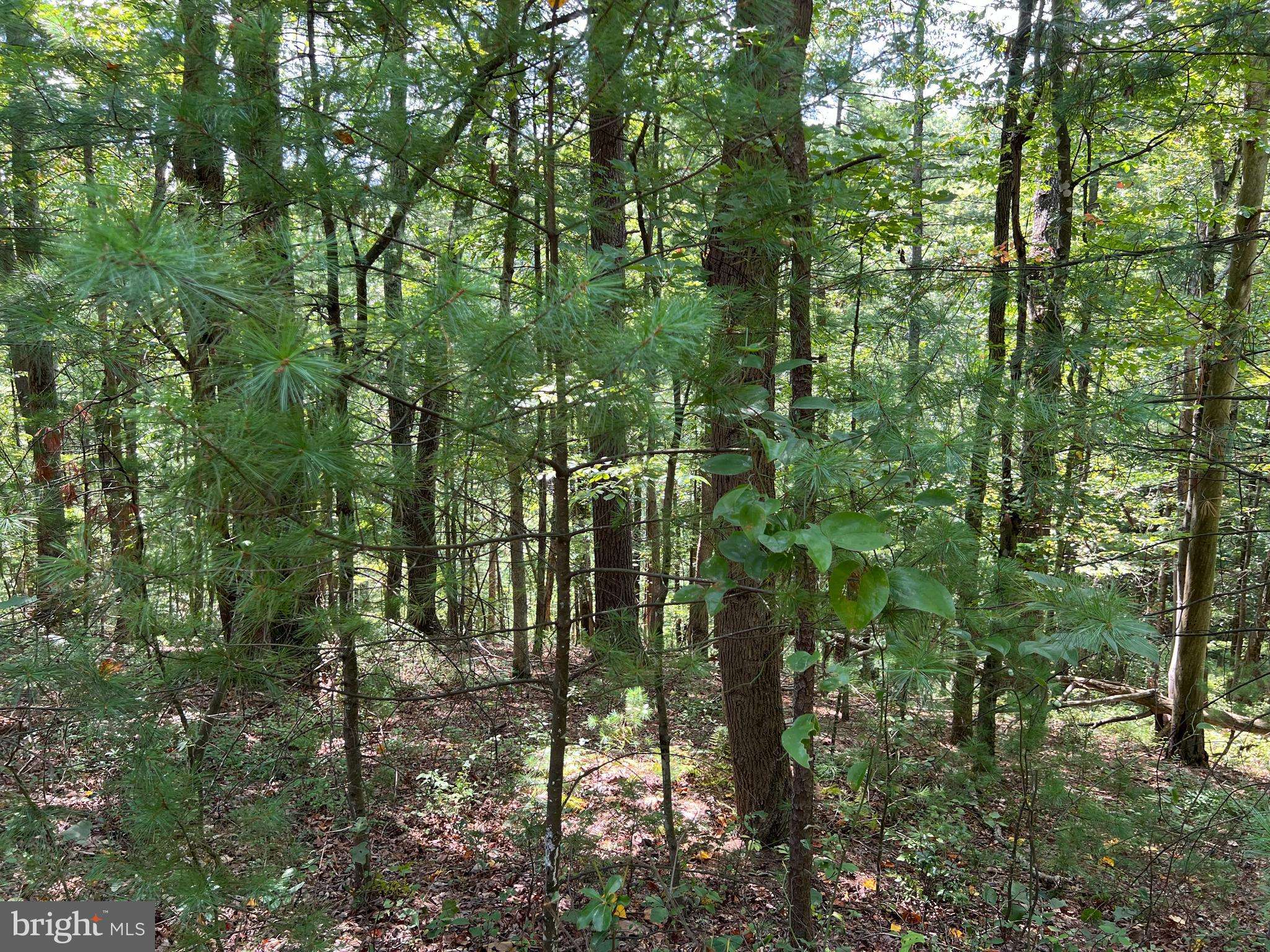 Mount Jackson, VA 22842,0 SPRUCE LN