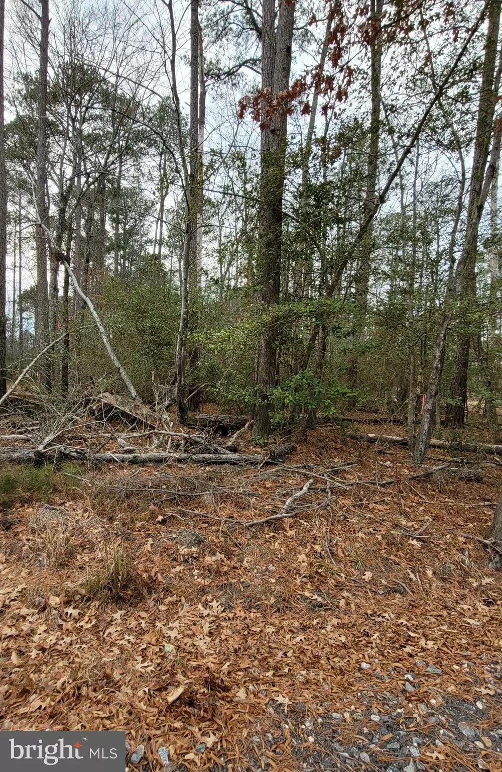 Colonial Beach, VA 22443,LOT 40 WILDWOOD ROAD