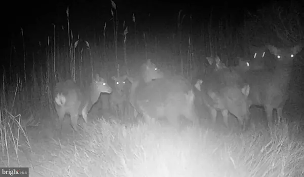 Toddville, MD 21672,2642 TODDVILLE RD