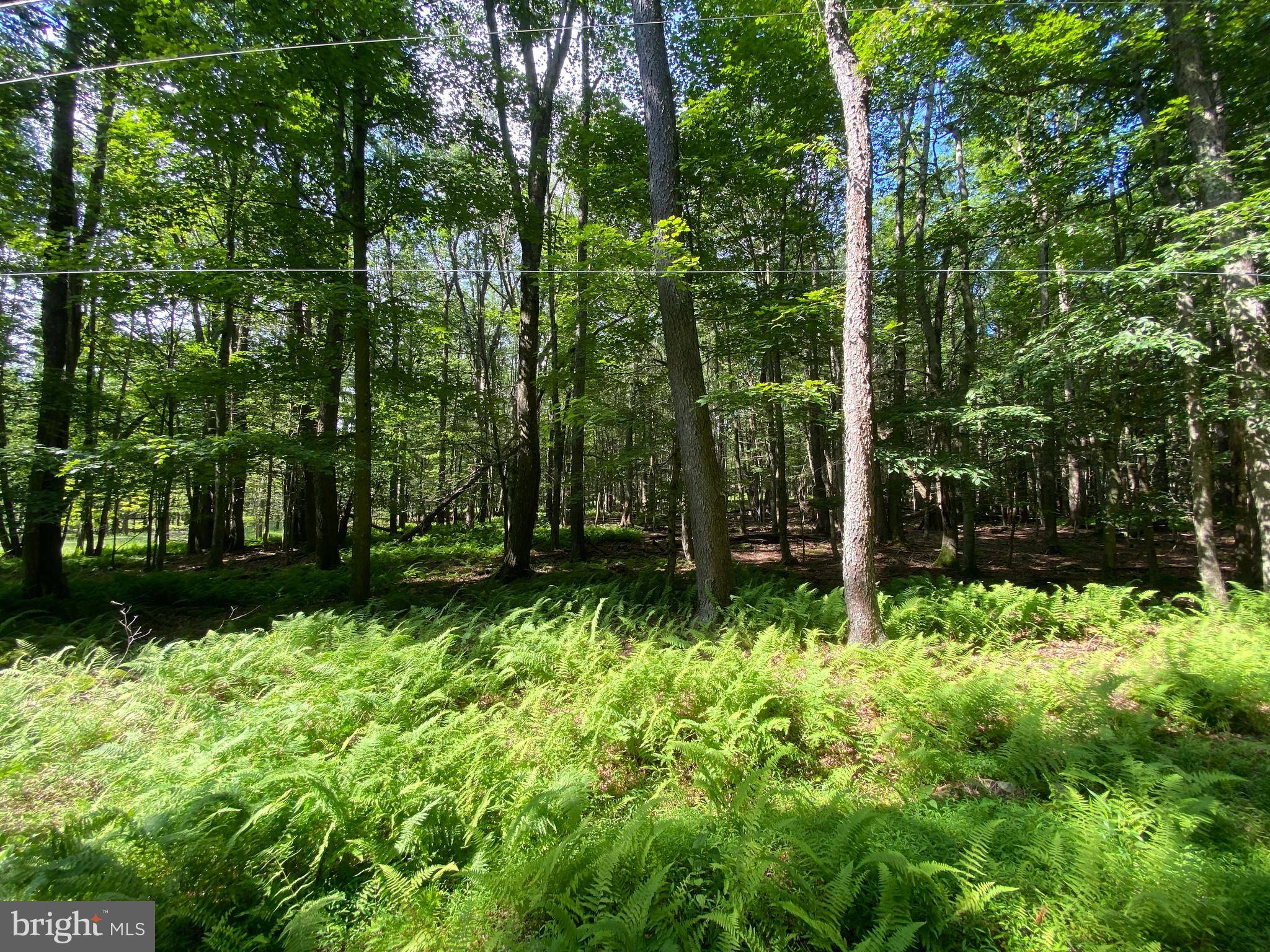 LOT 4 BASSWOOD DR, South Sterling, PA 18445