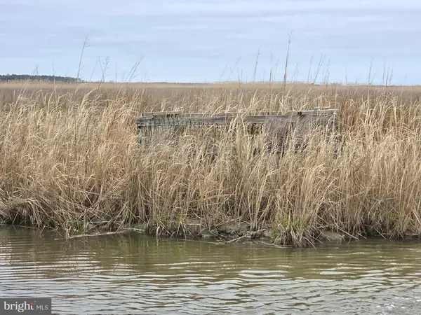 WATERFOWL & SIKA / DUCKS-S/S WESLEY RD #DEEP BRANCH, Crapo, MD 21626