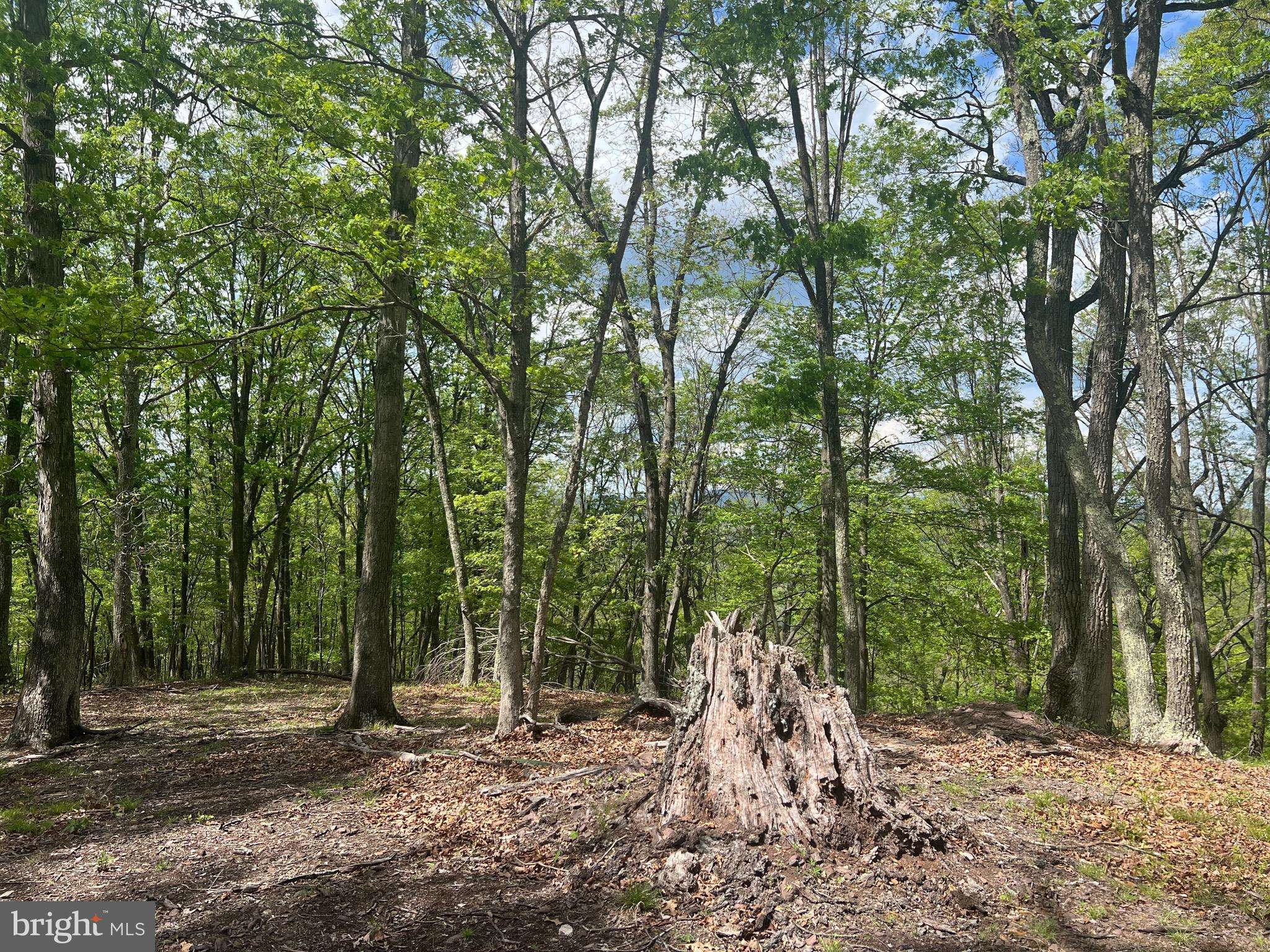 Great Cacapon, WV 25422,SELDOM SEEN ROAD