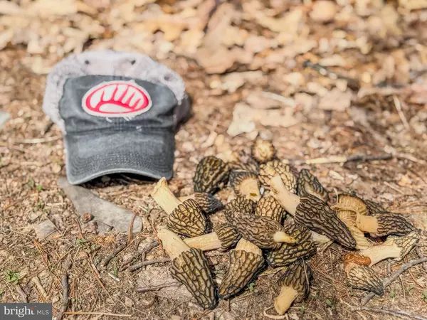 Mcconnellsburg, PA 17233,0 RAMSEY LN