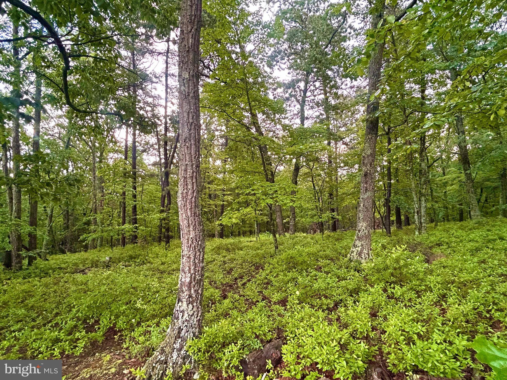 Mount Jackson, VA 22842,415 ROLLY RD