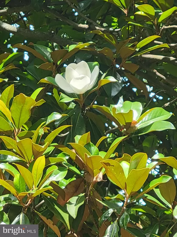 Hillsboro, VA 20132,13036 SAGLE