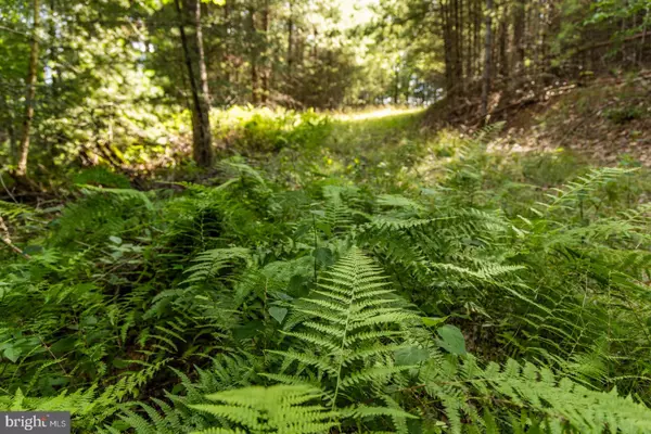 Marlinton, WV 24954,0 DOUTHARDS CREEK RD