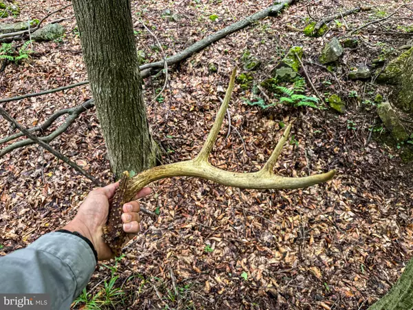 New Creek, WV 26743,LAUREL DALE RD