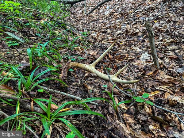 New Creek, WV 26743,LAUREL DALE RD