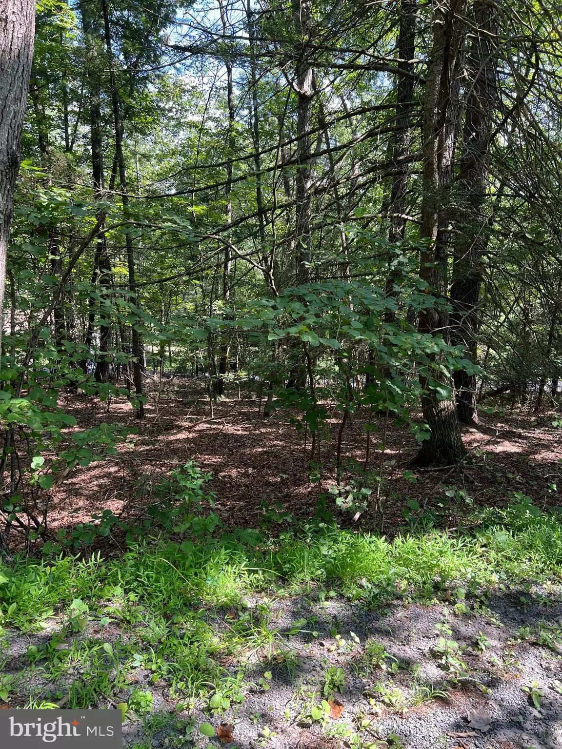 Mount Jackson, VA 22842,0 CRABAPPLE