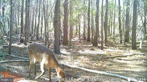 Toddville, MD 21672,2575 TODDVILLE RD