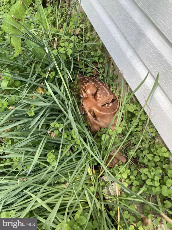 Rileyville, VA 22650,1485 COMPTON HOLLOW RD