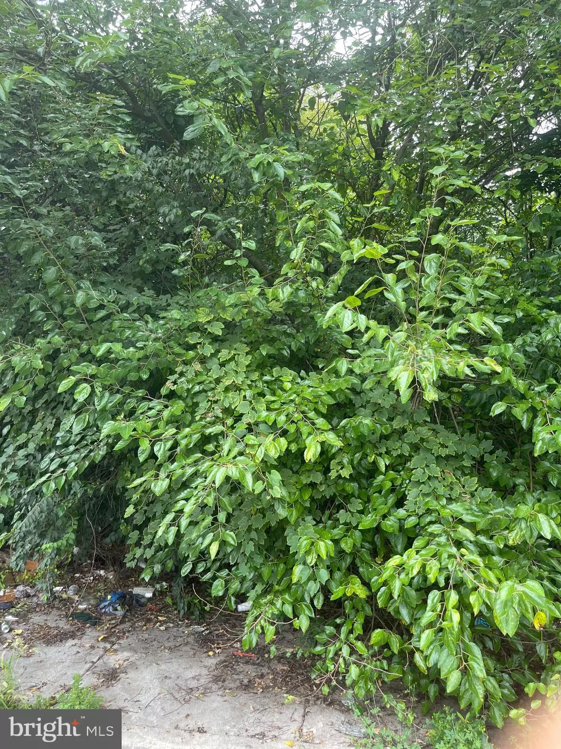 Philadelphia, PA 19144,459 E PRICE ST