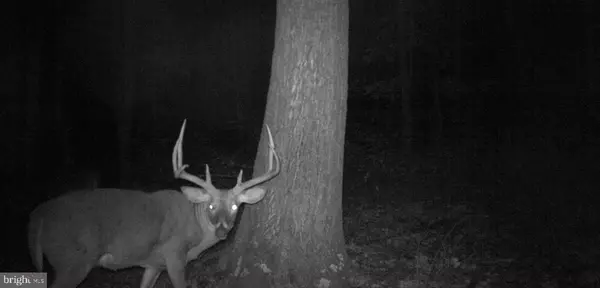 Cairnbrook, PA 15924,416+/- ACRES SHAFFER MOUNTAIN RD