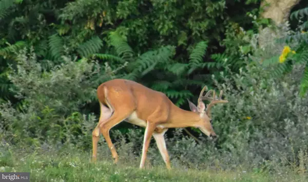 Winchester, VA 22602,158.5 ACRES LOT 3 LAUREL GROVE RD.