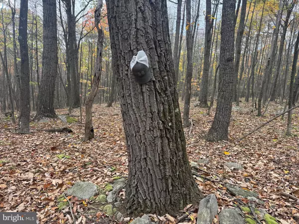 Robertsdale, PA 16674,TRACT 2: 30+/- ACRES COLES VALLEY RD