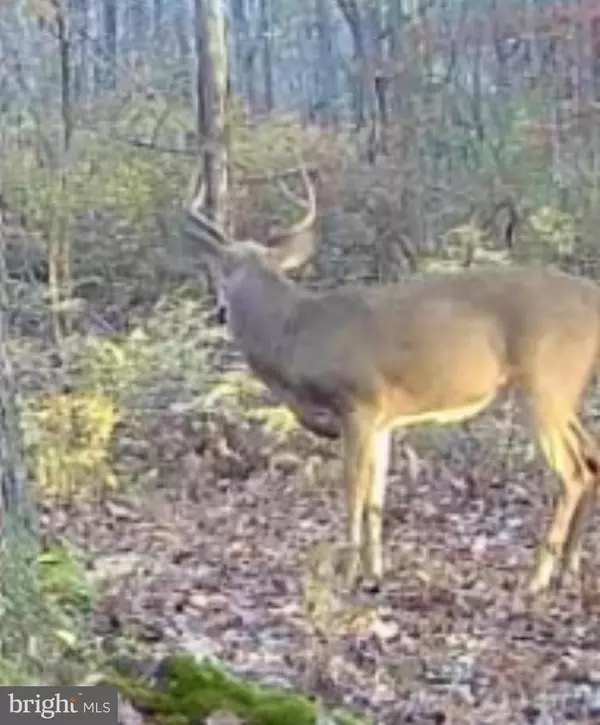 Cambridge, MD 21613,SIKA, WHITETAIL & TURKEY CHURCH CREEK RD