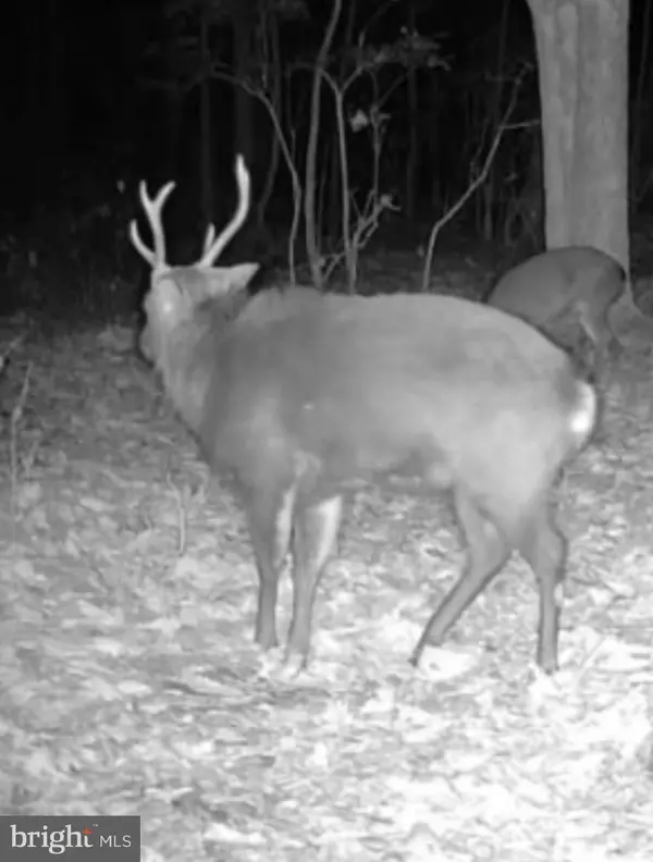 Cambridge, MD 21613,SIKA, WHITETAIL & TURKEY CHURCH CREEK RD