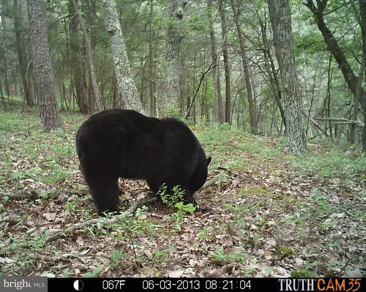 LITTLE CACAPON MOUNTAIN, Slanesville, WV 25444