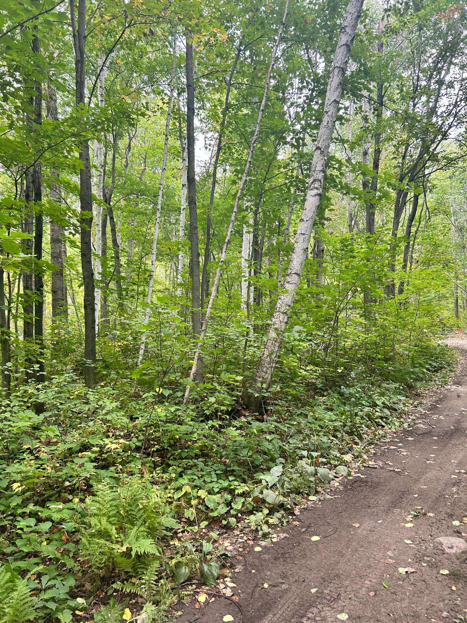 Cushing, MN 56443,xxx Flintstone Dr