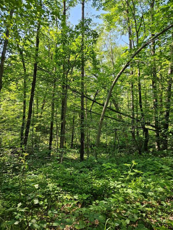 Lot 40 Summit Ridge DR, Breezy Point, MN 56472