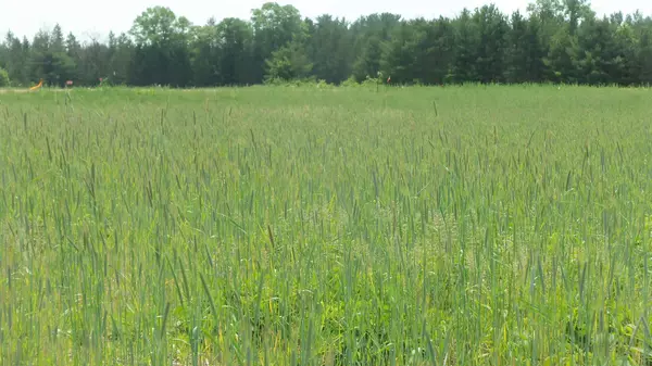 Siren, WI 54872,Lot 20 Maple Ln