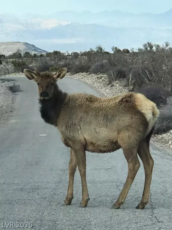 Cold Creek, NV 89124,151 Wind Drift PL