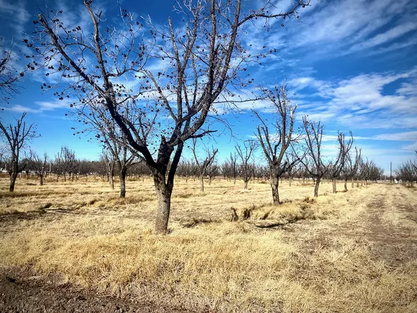 Anthony, NM 88021,916 W Joy RD