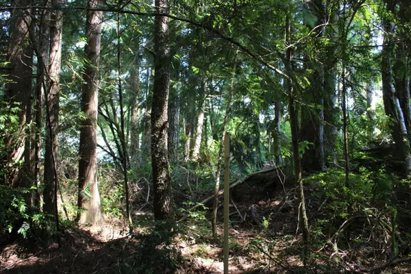 Waldport, OR 97394,TL 300 SW Dolores DR