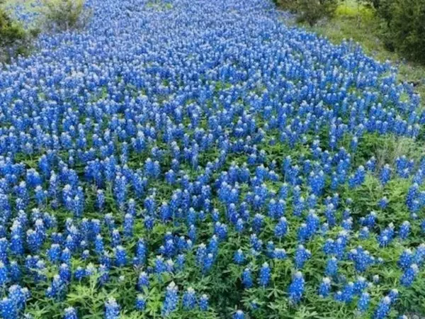 Horseshoe Bay, TX 78654-0000,Lot 13 & 14 Twisted Oak