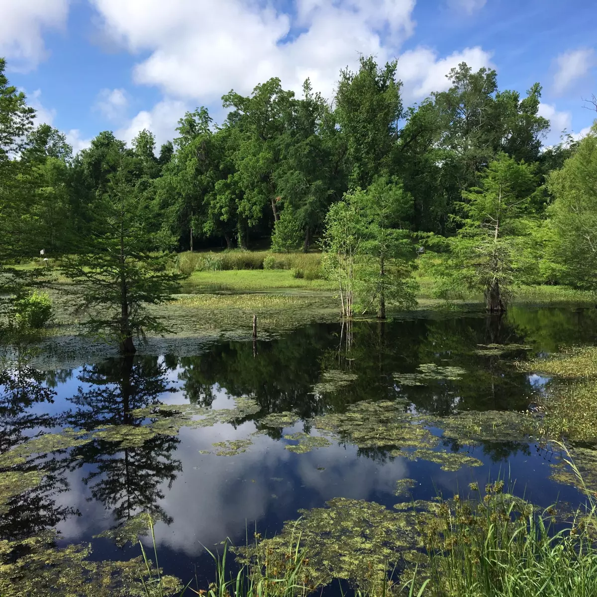 Islandton, SC 29929,1970 Cross Swamp Rd
