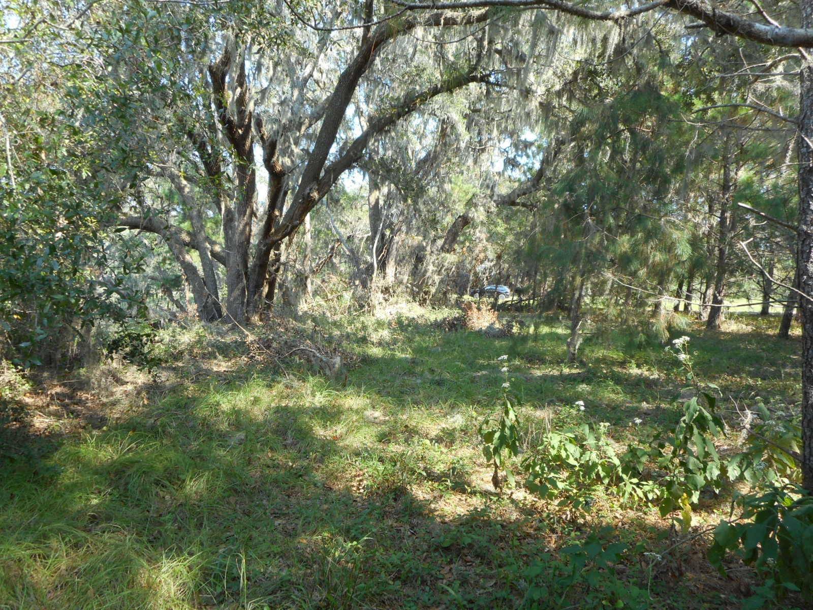 Edisto Island, SC 29438,25 Jenkins Hill Rd