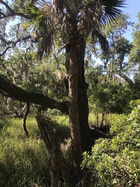 Edisto Island, SC 29438,8456 St Pierre Creek Dr