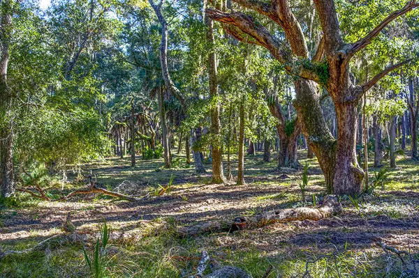 8962 Palmetto Rd, Edisto Island, SC 29438