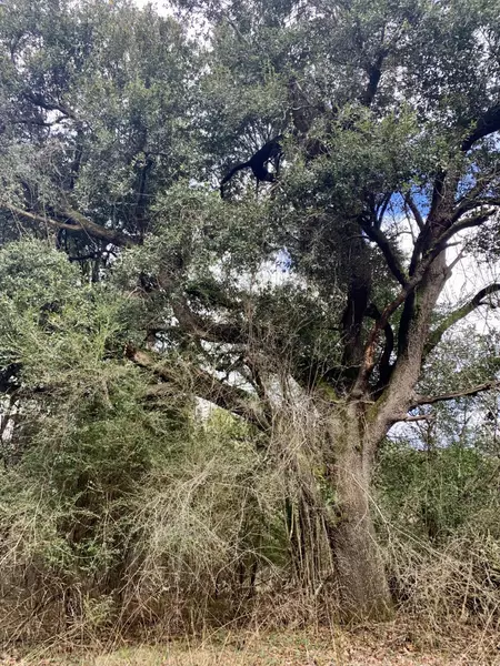 1000 Freedom Rd, Branchville, SC 29432