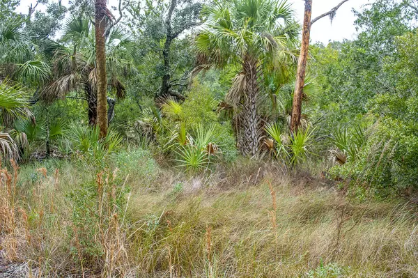 Edisto Island, SC 29438,53 Painted Bunting Trl