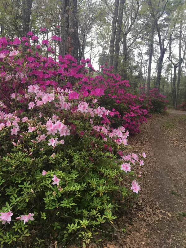 Ravenel, SC 29470,6946 Old Jacksonboro Rd