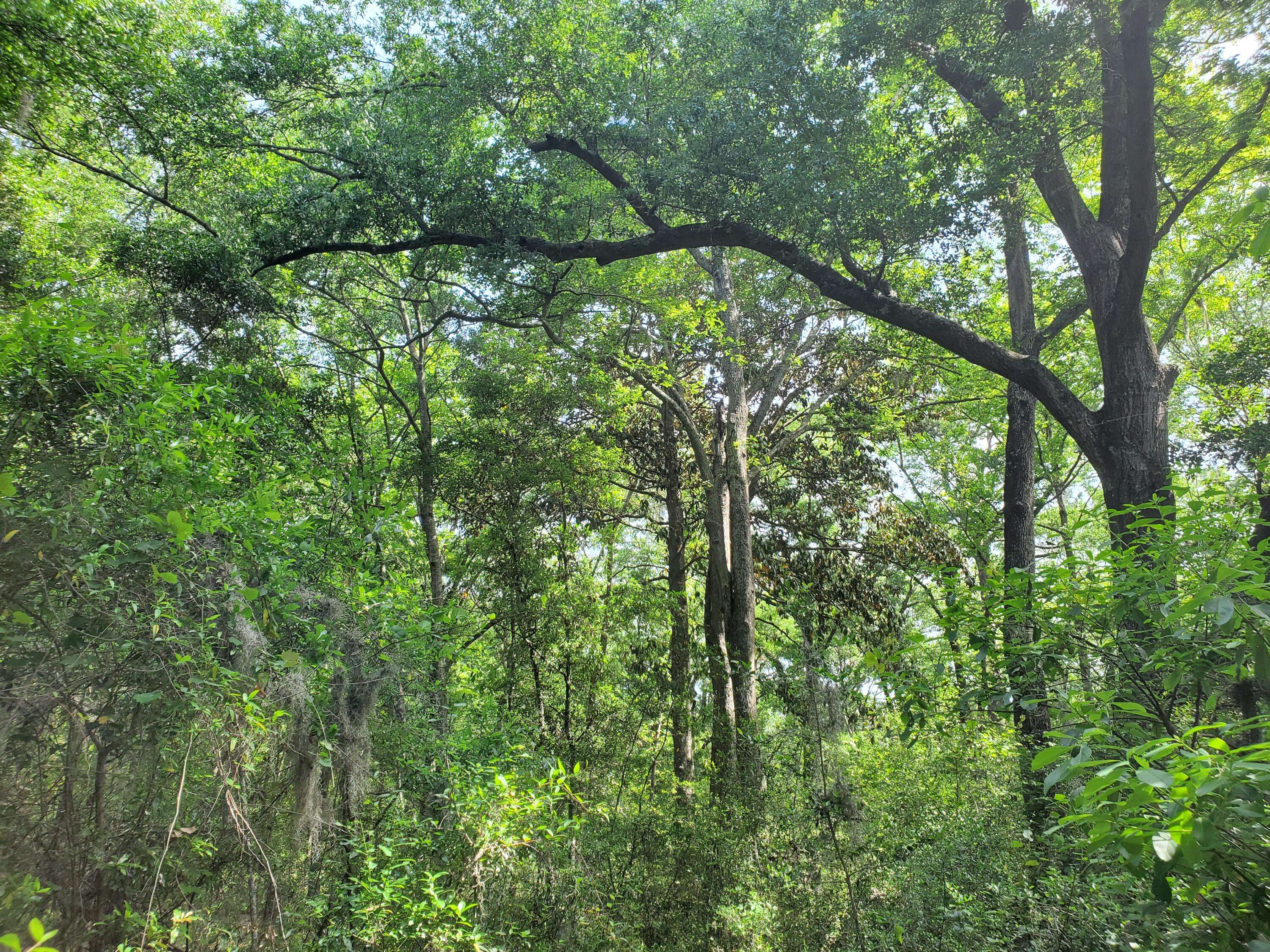 Wadmalaw Island, SC 29487,6130 Bears Bluff Rd