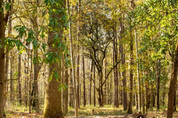 Moncks Corner, SC 29461,0 Point Comfort Rd