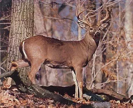 Hollywood, SC 29449,5285 Hwy. 165