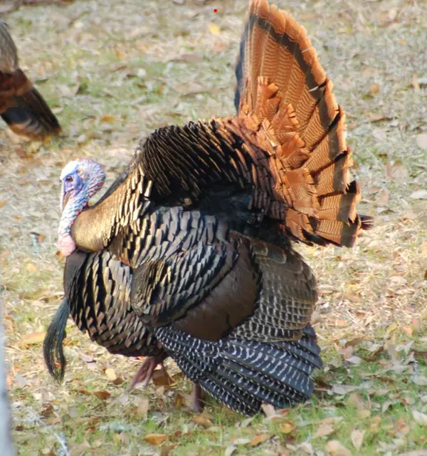 Hollywood, SC 29449,5285 Hwy. 165