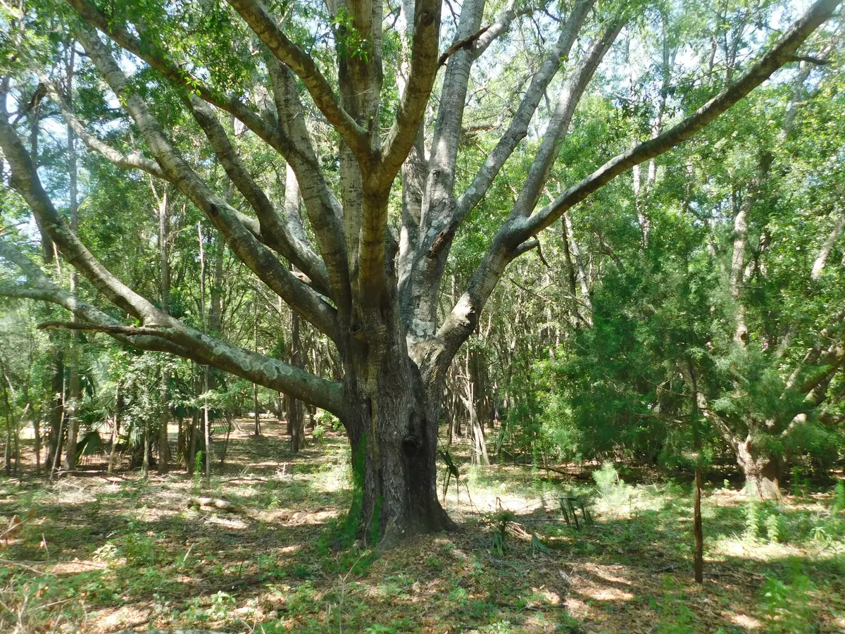 Edisto Island, SC 29438,8710 Marsh Aire Ln