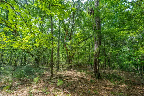 Wadmalaw Island, SC 29487,01 Back A Wood Rd