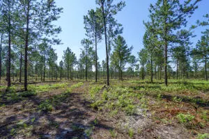 Wagener, SC 29164,Lot 6 Bluffwood Rd