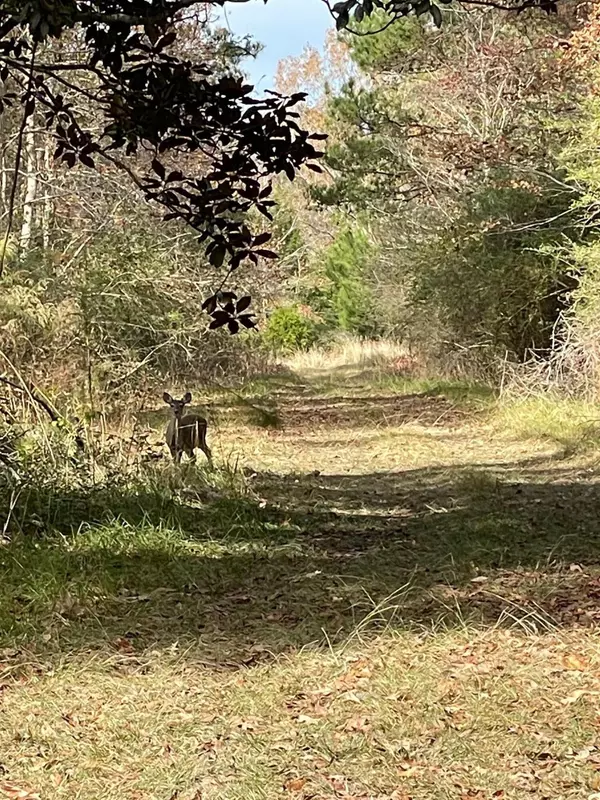 Meggett, SC 29449,0 Gaited Horse Rd