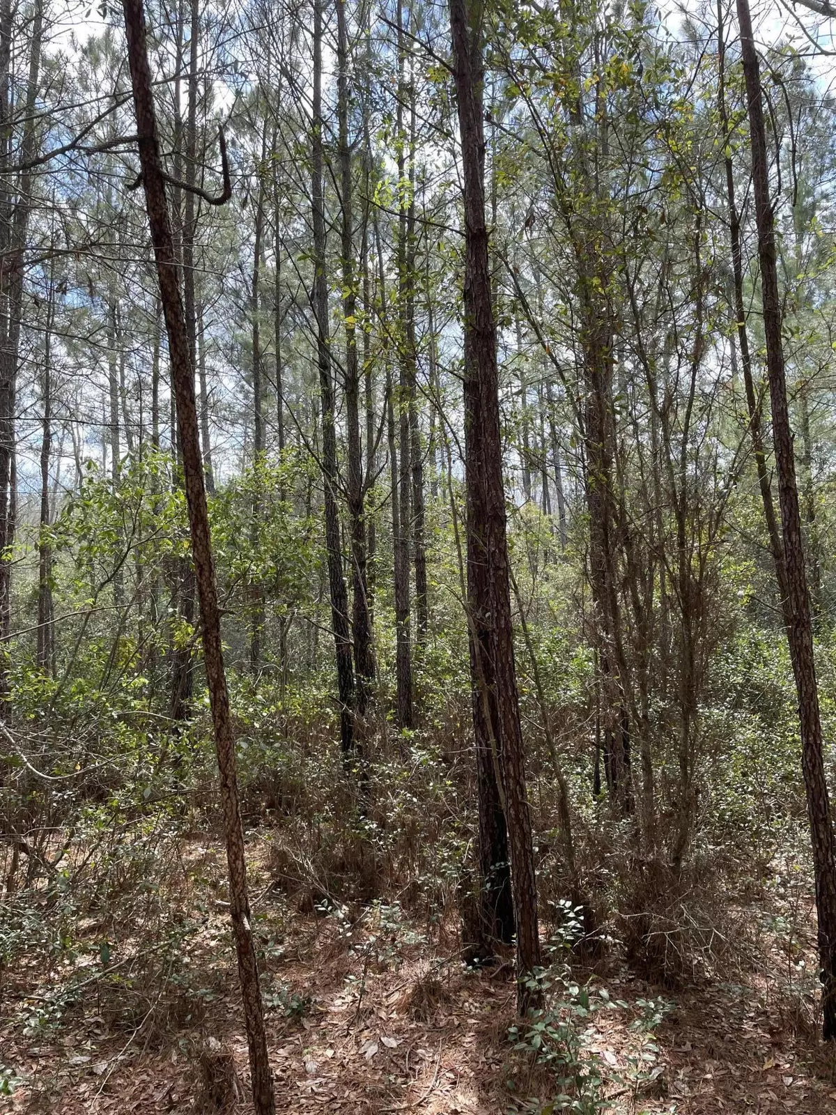 Shulerville, SC 29453,3 Old Oakhill Rd