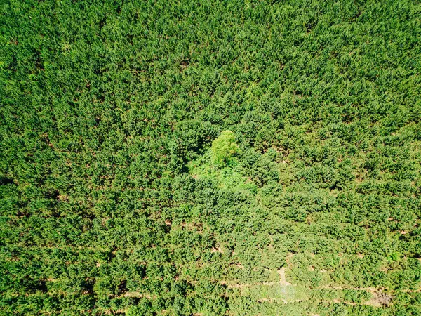 Islandton, SC 29929,0000 Varnadoe Rd