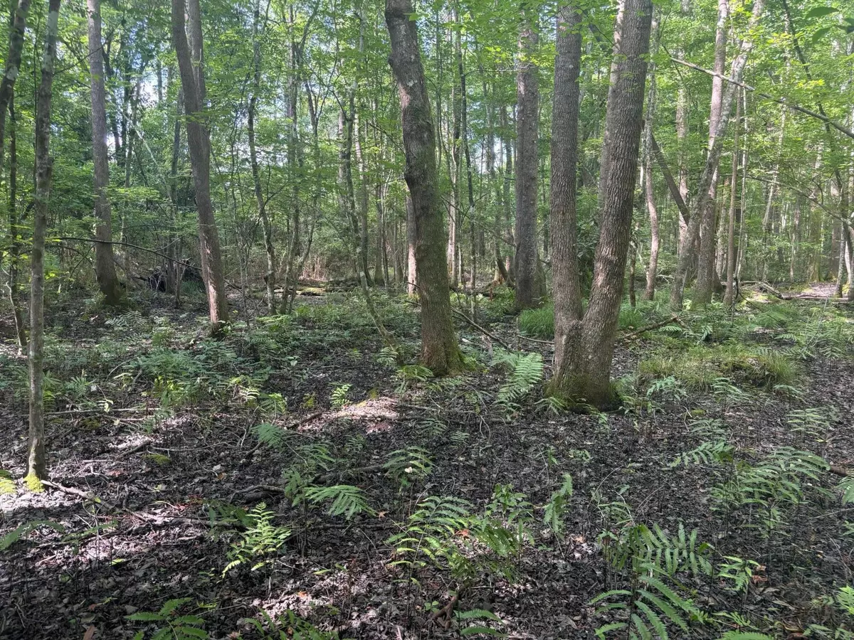 Johns Island, SC 29455,0 Back Pen Rd