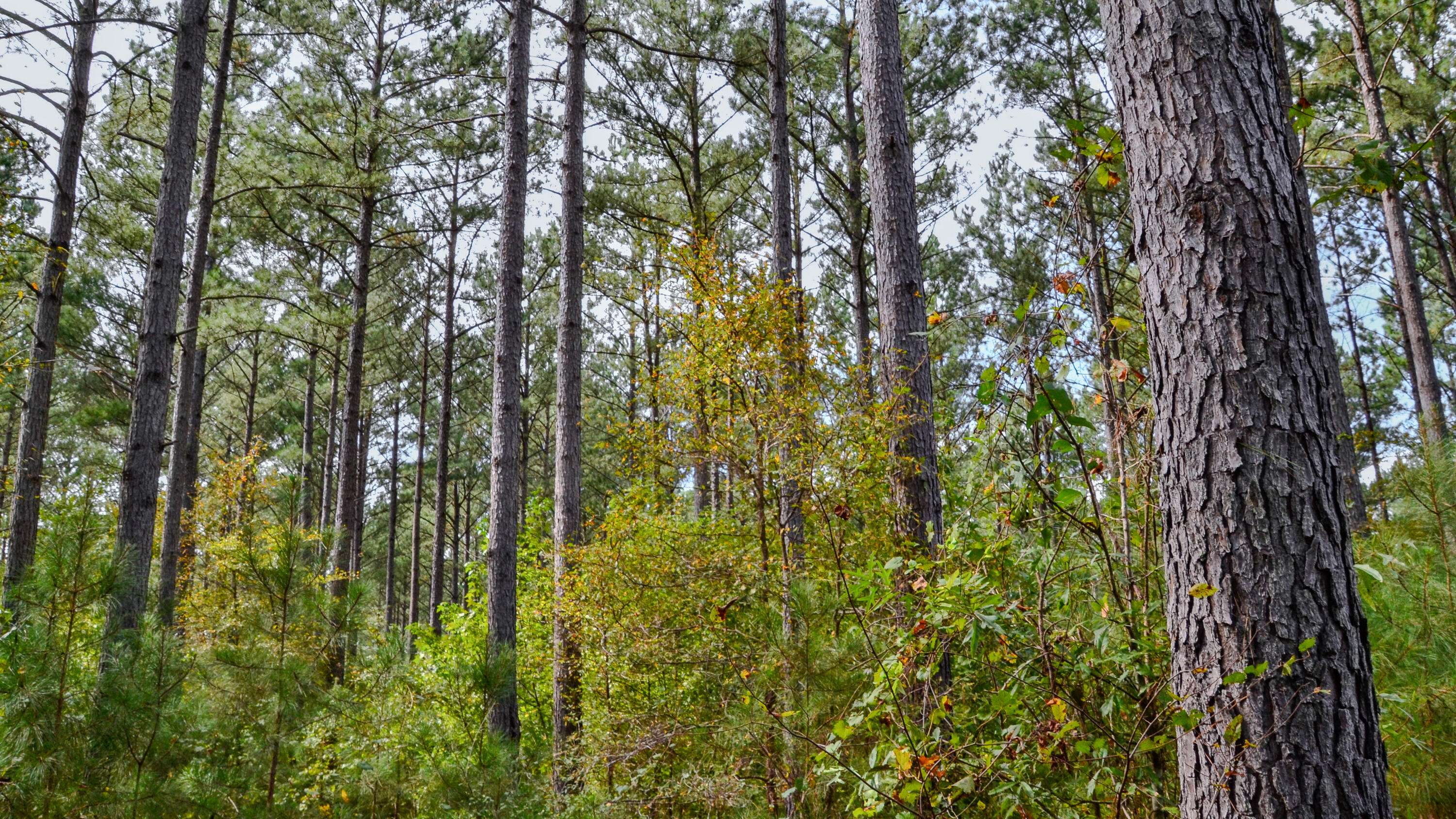 Pacolet, SC 29372,0 W Asbury Road Rd
