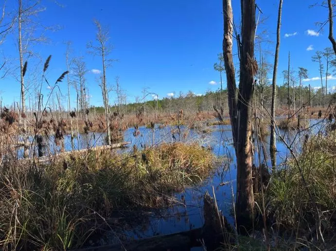 Walterboro, SC 29488,0000 Jefferies Hwy