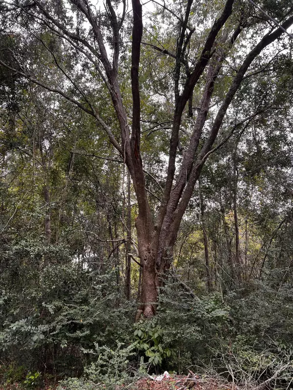 Wadmalaw Island, SC 29487,2560 Cherry Point Rd